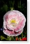 bloemen bloem hdr natuur flora roos rozen tulp tulpen orchidee orchideeen zonnebloem geranium cannabis marihuana wiet hennep sativa indica